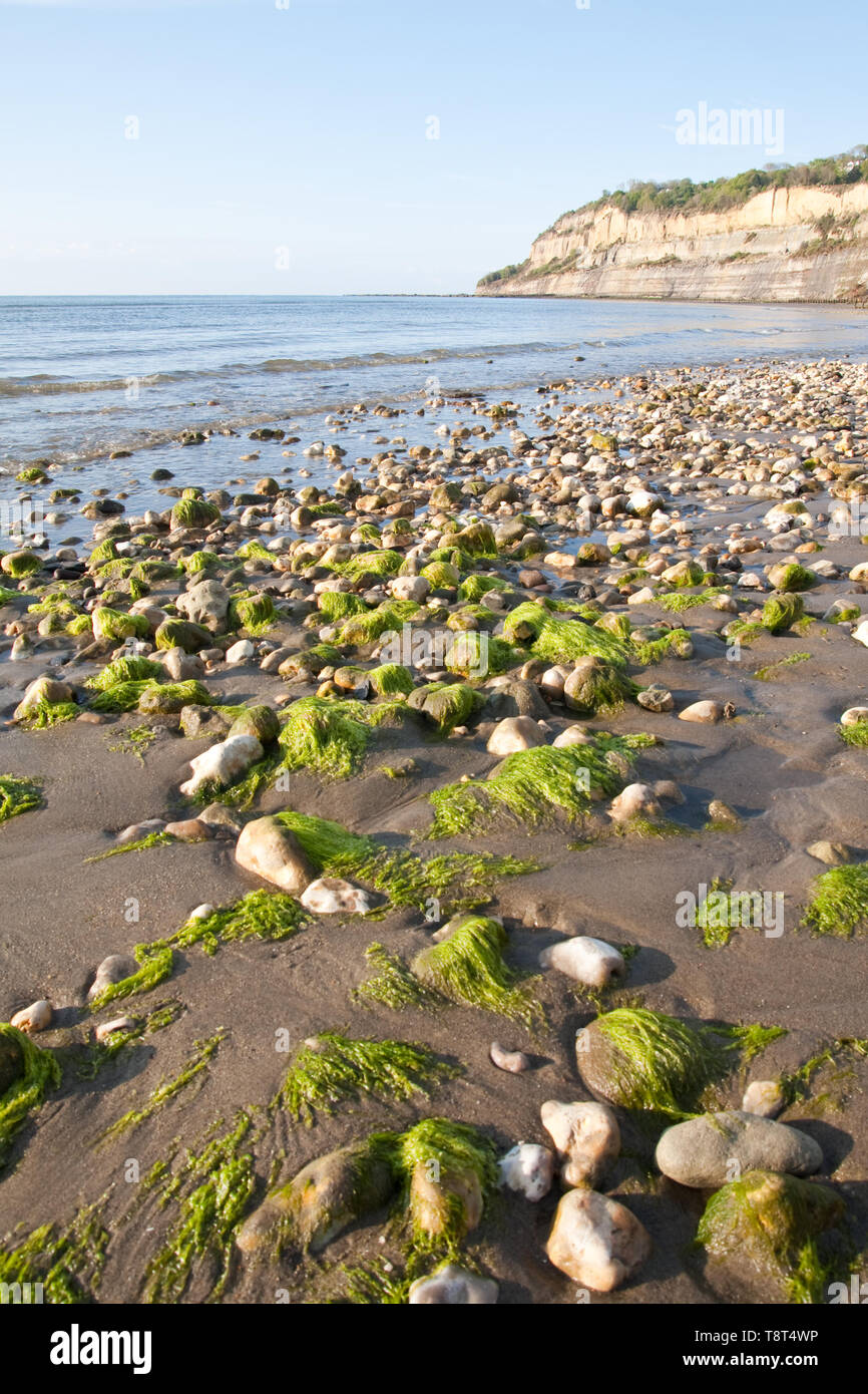 Shanklin beach looking towards Knock cliff on a sunny spring morning taken from a low angle at low tide Stock Photo