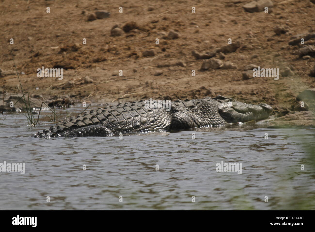Nile Crocodiles Stock Photo