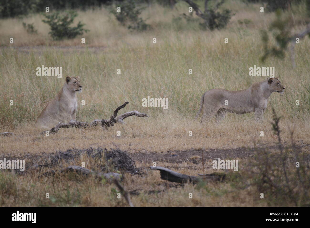 Lioness's hunting Stock Photo