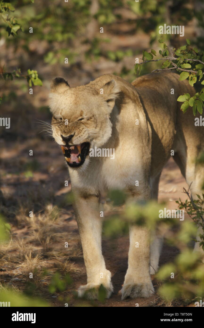 Lioness snarling Stock Photo