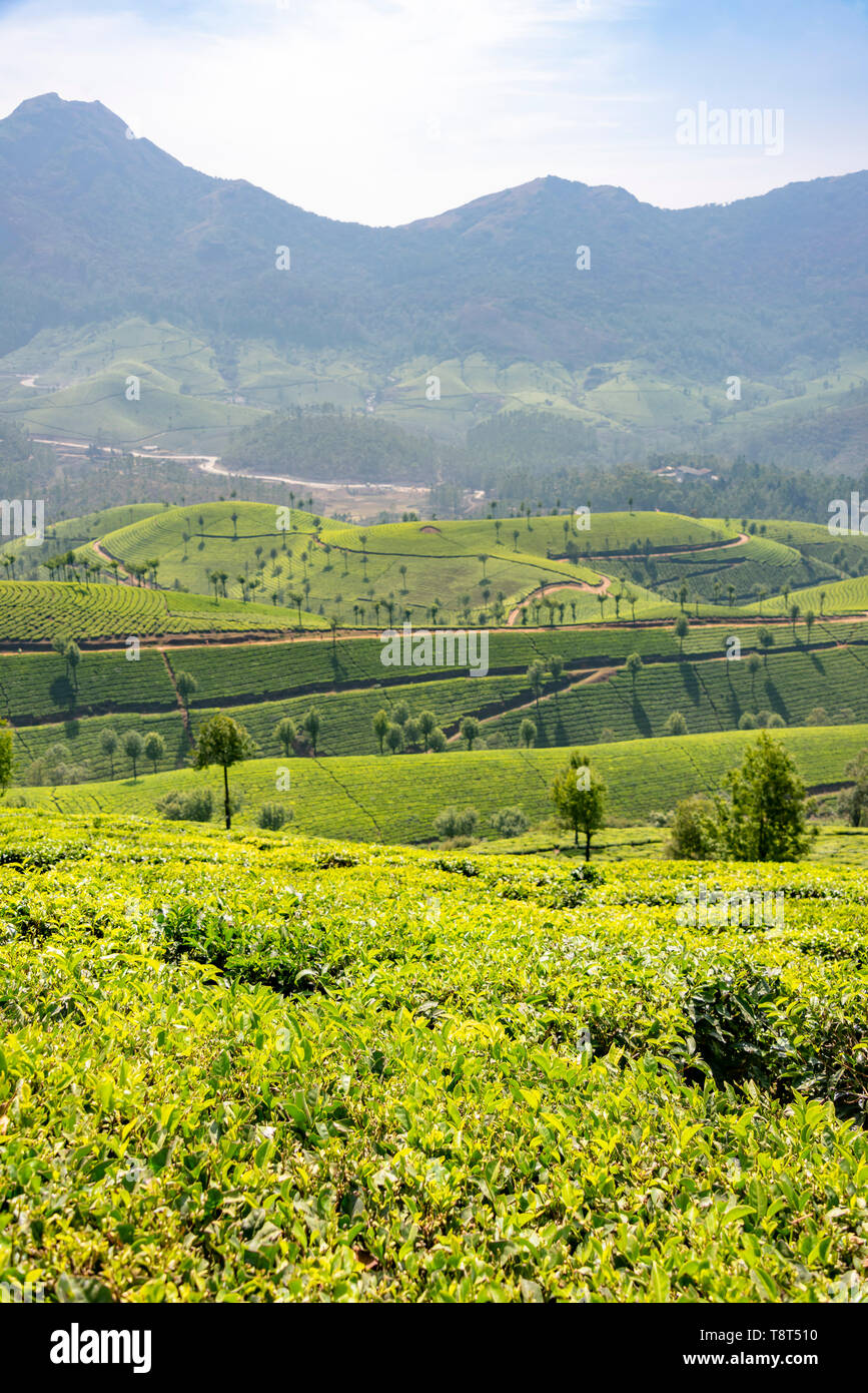 Vertical view of tea plantations in Munnar, India. Stock Photo