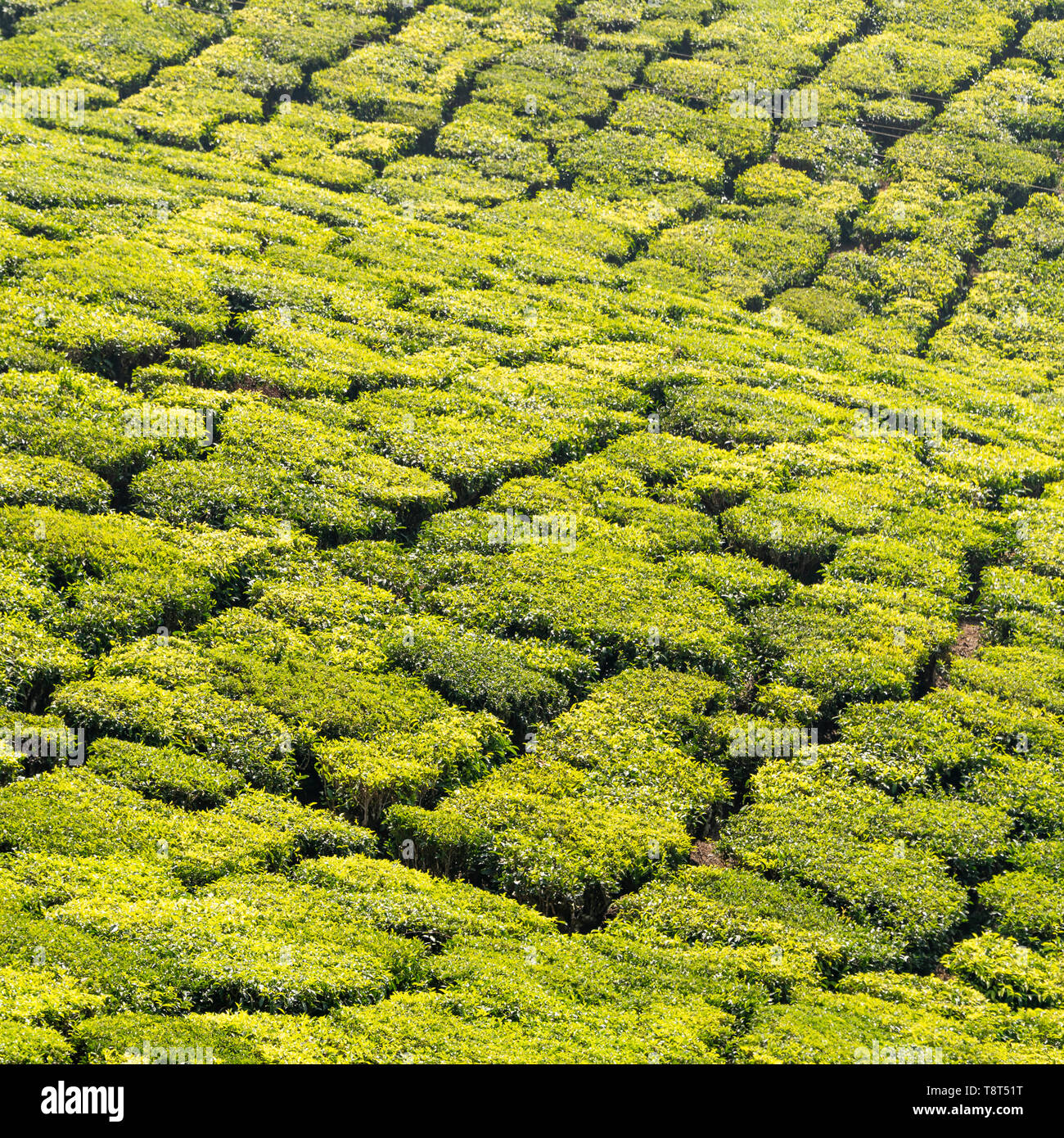 Square close up of the patterns made at a tea plantation in Munnar, India. Stock Photo
