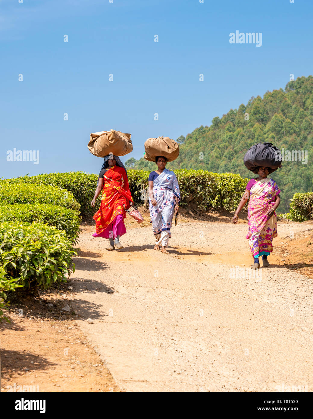 Vertical view of tea plantation workers walking home in Munnar, India. Stock Photo