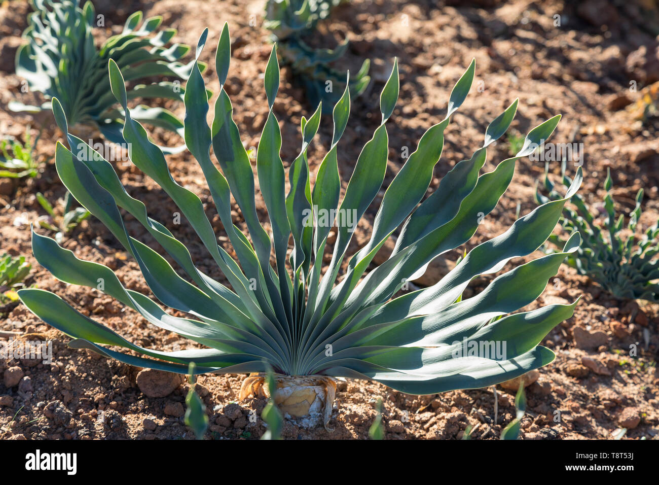 Boophone disticha, (Poison Bulb, Century Plant, Tumbleweed) native to Africa. Poisonous to livestock but used by traditional healers for medicinal use Stock Photo