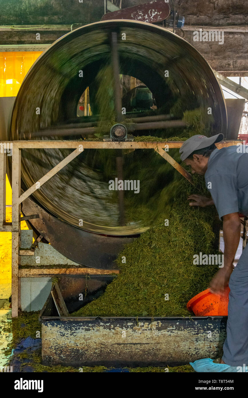 Vertical view of a worker at a tea factory in Munnar, India. Stock Photo