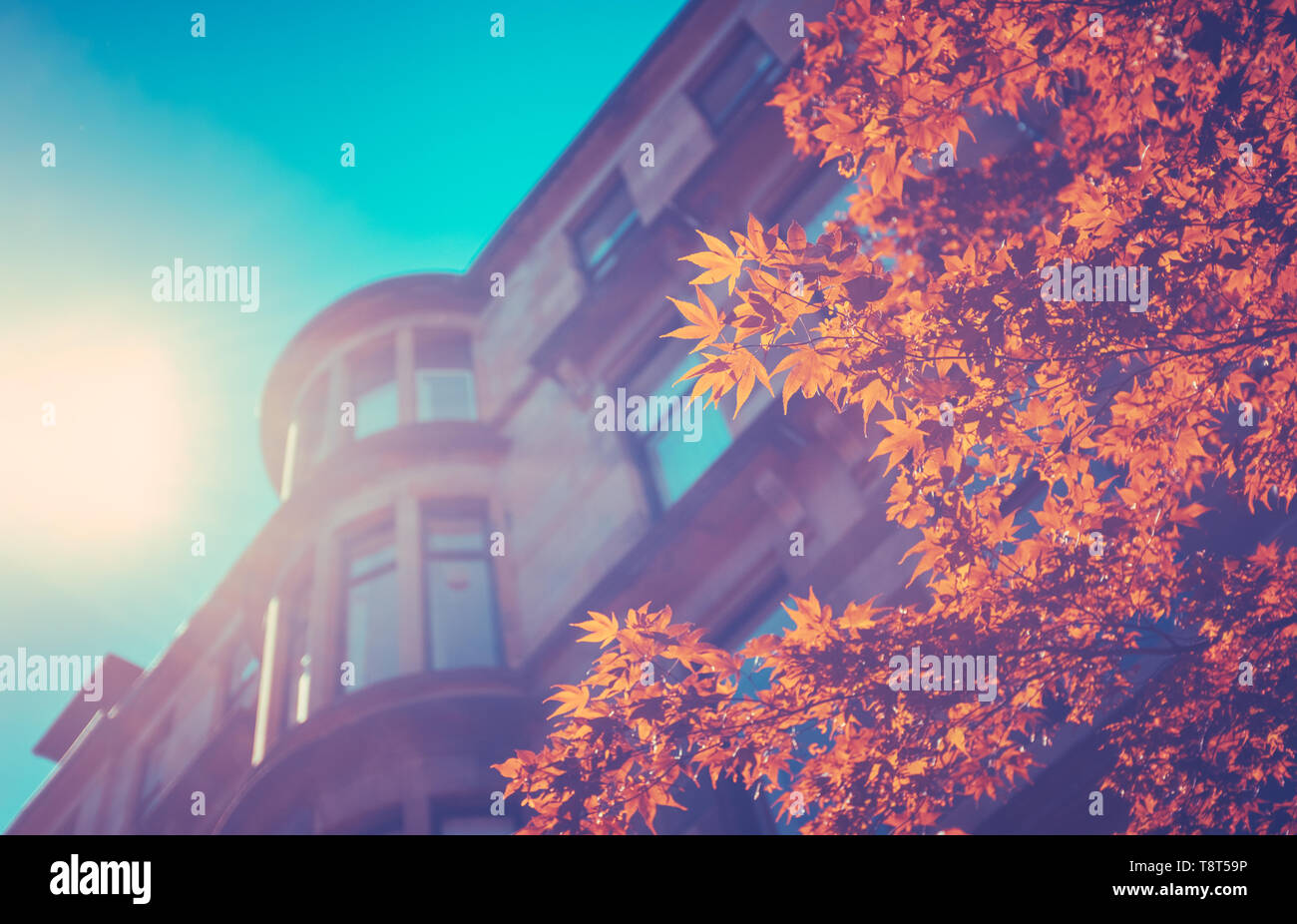 Retro Style Image Of Red Sandstone Tenement Flats In Glasgow's West End With Beautiful Spring Leaves In The Foreground Stock Photo