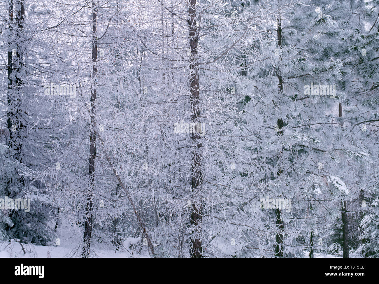 USA, Washington, Wenatchee National Forest, Frost clings to larch and pine trees near Swuak Pass. Stock Photo