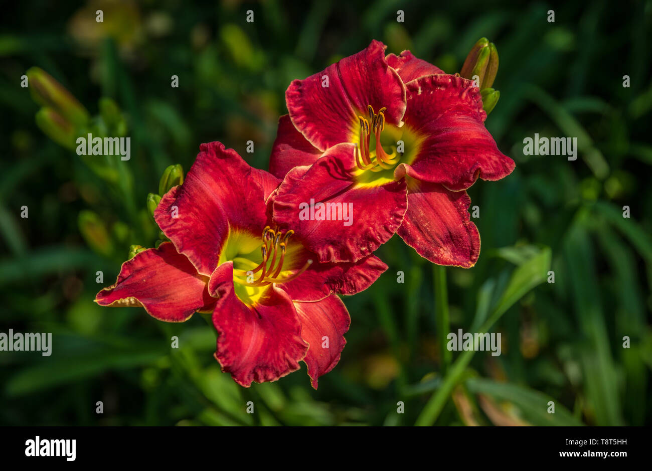 Two scarlet red daylilies blooming in a cluster with other Hemerocallis in a garden on a hot mid summer day. Stock Photo