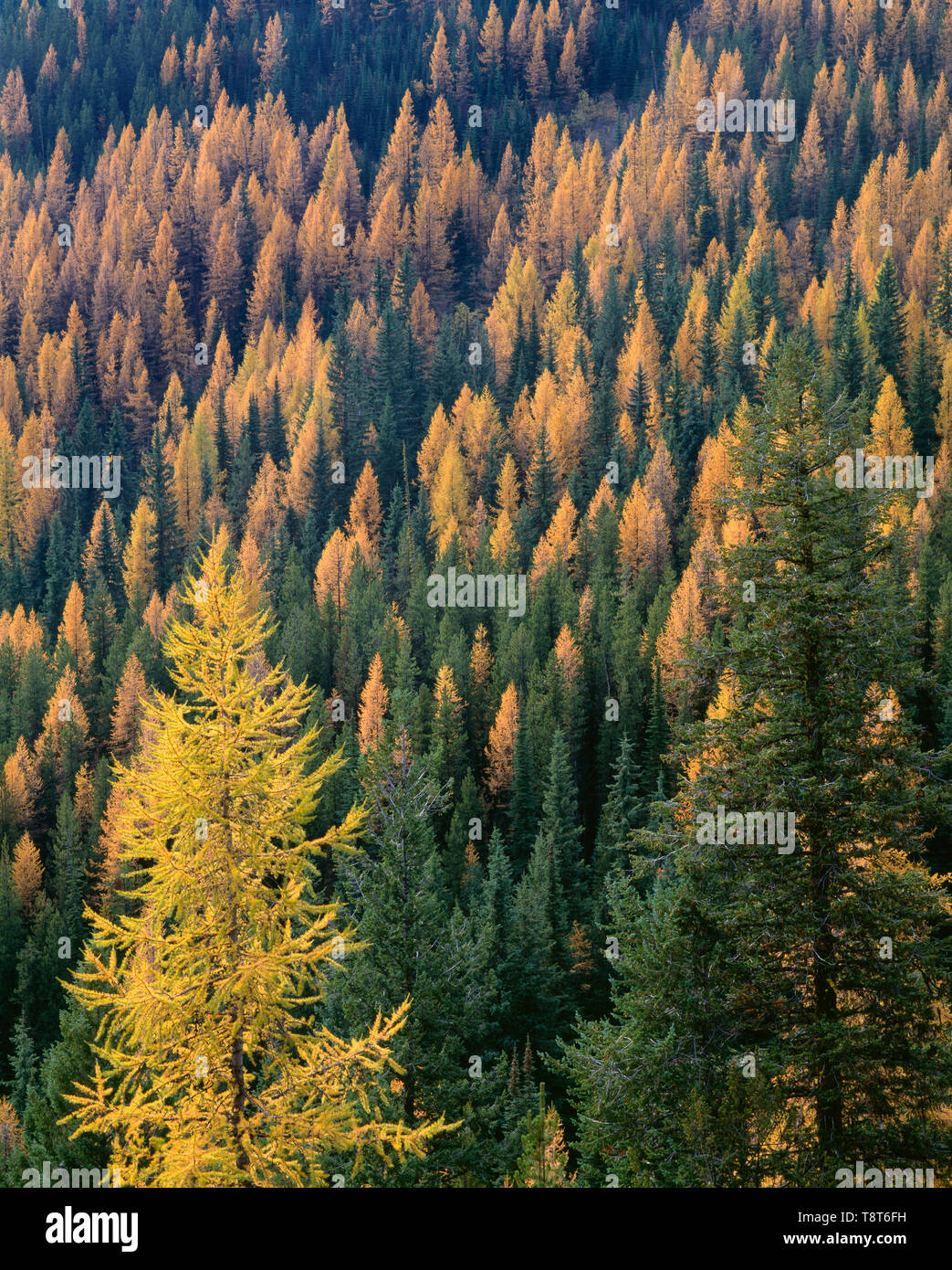 USA, Washington, Colville National Forest, Autumn colored western larch trees stand out in mixed coniferous forest with Douglas fir and pine. Stock Photo