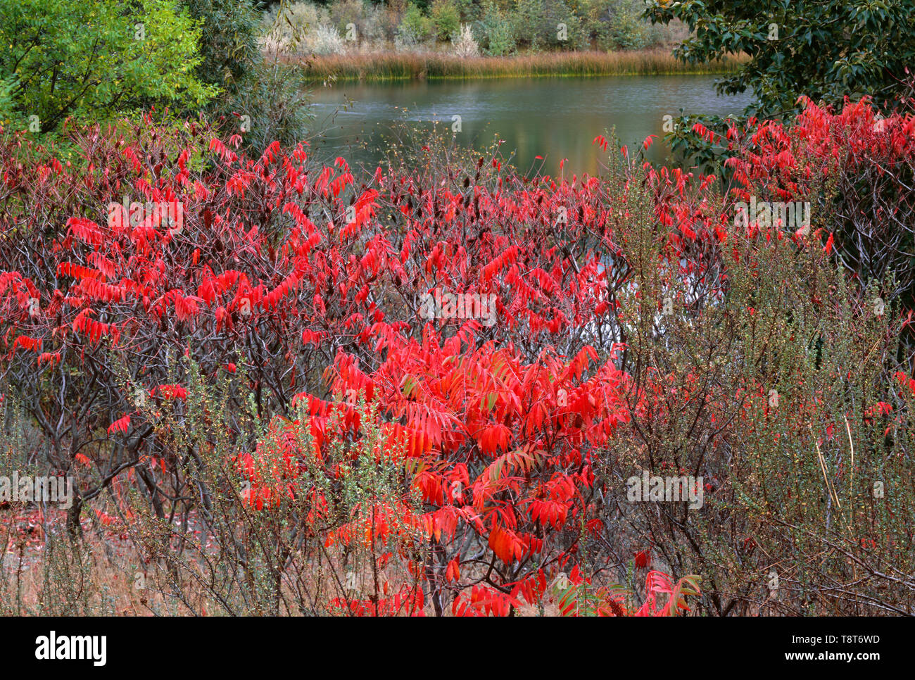 USA, Washington, Alta Lake State Park, Fall colored smooth sumac (Rhus