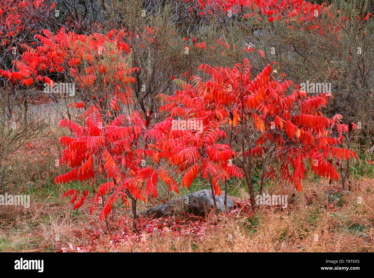 Smooth sumac hires stock photography and images Alamy