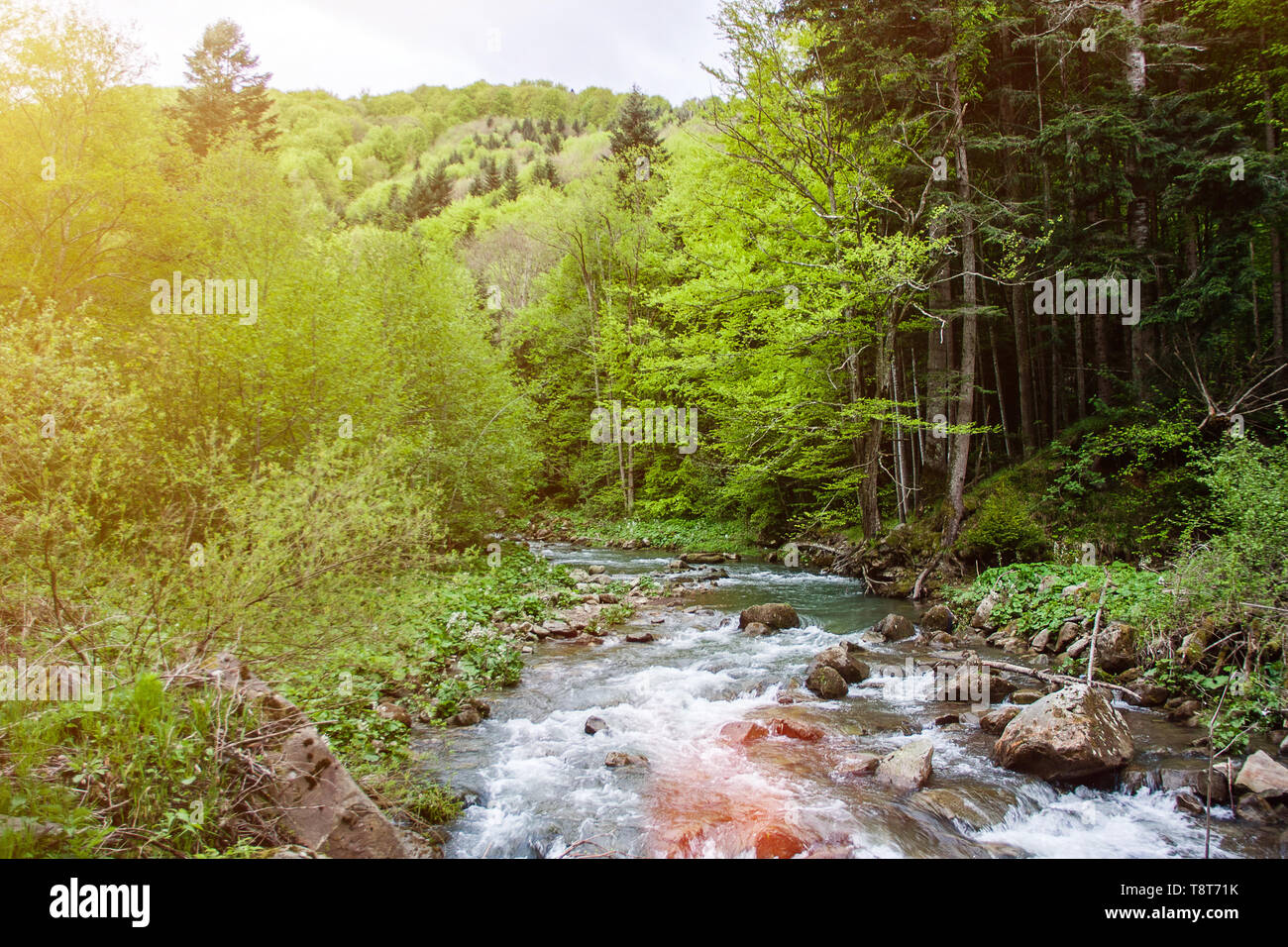Green forest scenery hi-res stock photography and images - Alamy