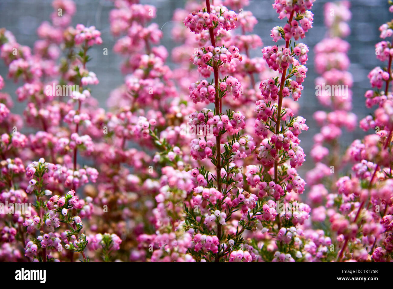 Erica flower hi-res stock photography and images - Alamy