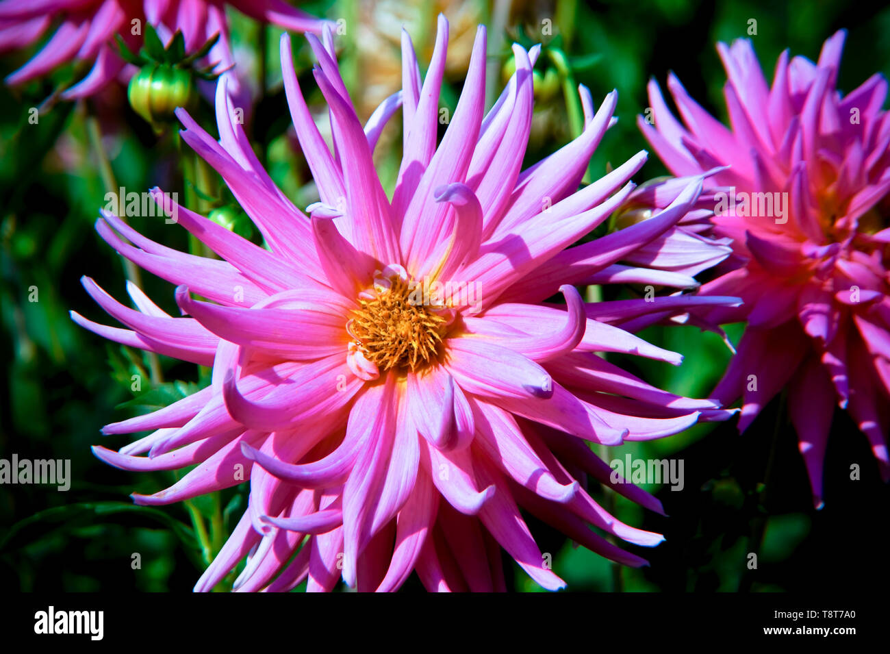 Grace dahlia hi-res stock photography and images - Alamy