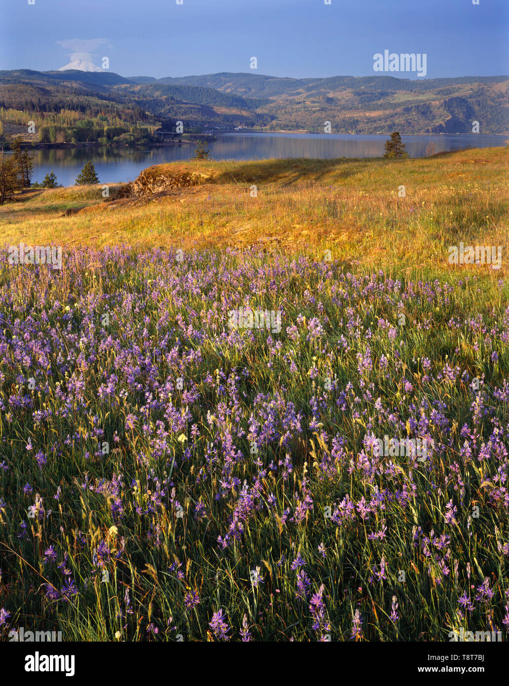 USA, Washington, Columbia River Gorge National Scenic Area  View southwest with common camas blooming in Catherine Creek area; in the distance are the Stock Photo