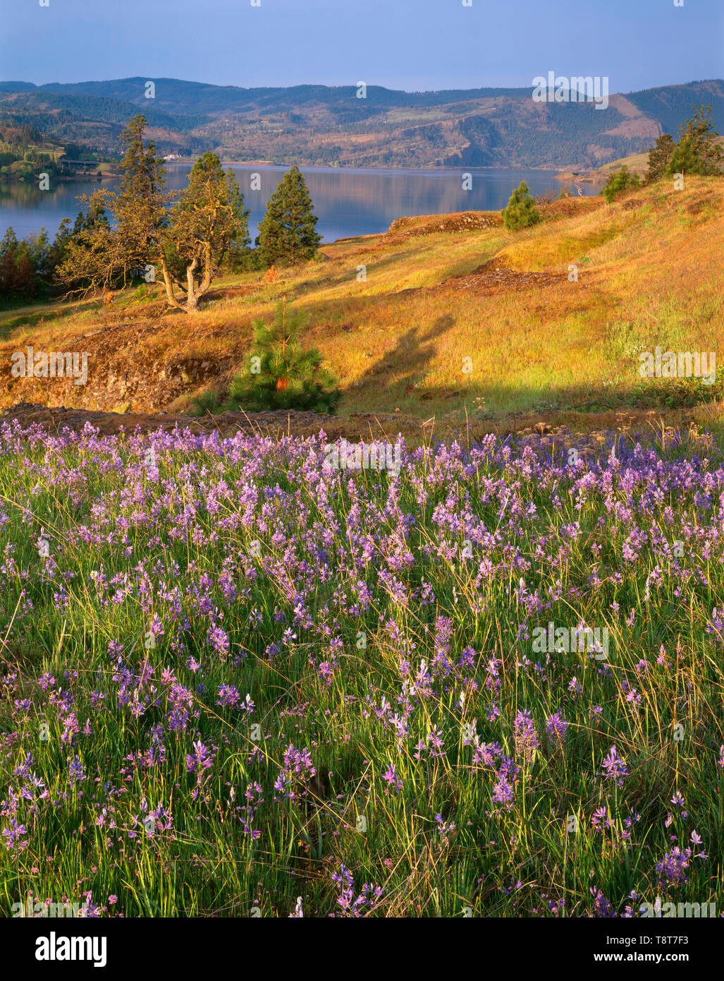 USA, Washington, Columbia River Gorge National Scenic Area, Common camas blooms in Catherine Creek area with the Columbia River in the distance. Stock Photo