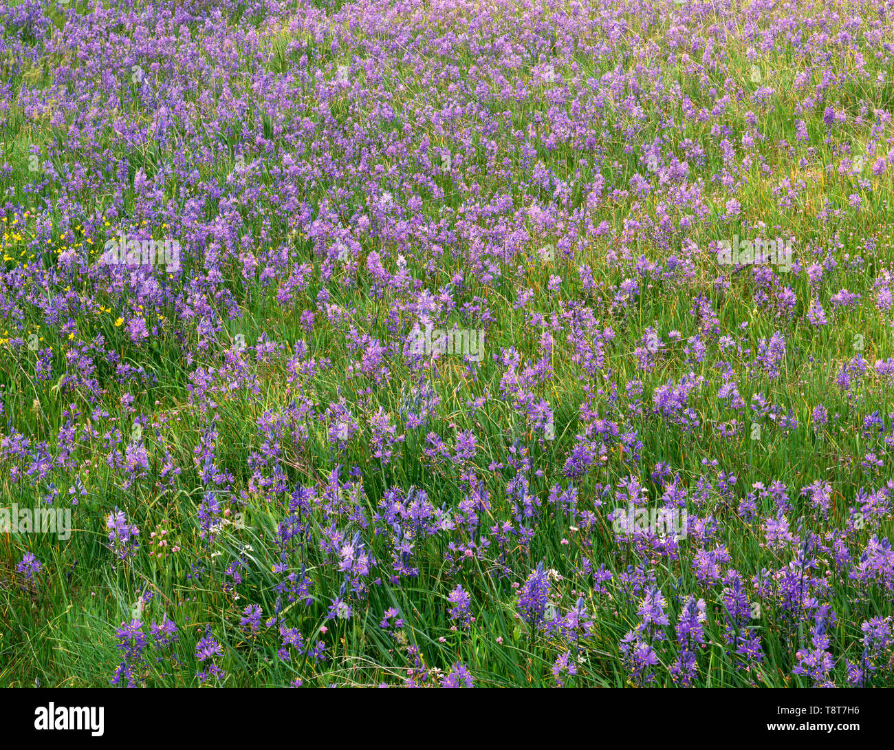 USA, Washington, Columbia River Gorge National Scenic Area, Common camas and scattered western buttercup bloom in Catherine Creek area. Stock Photo