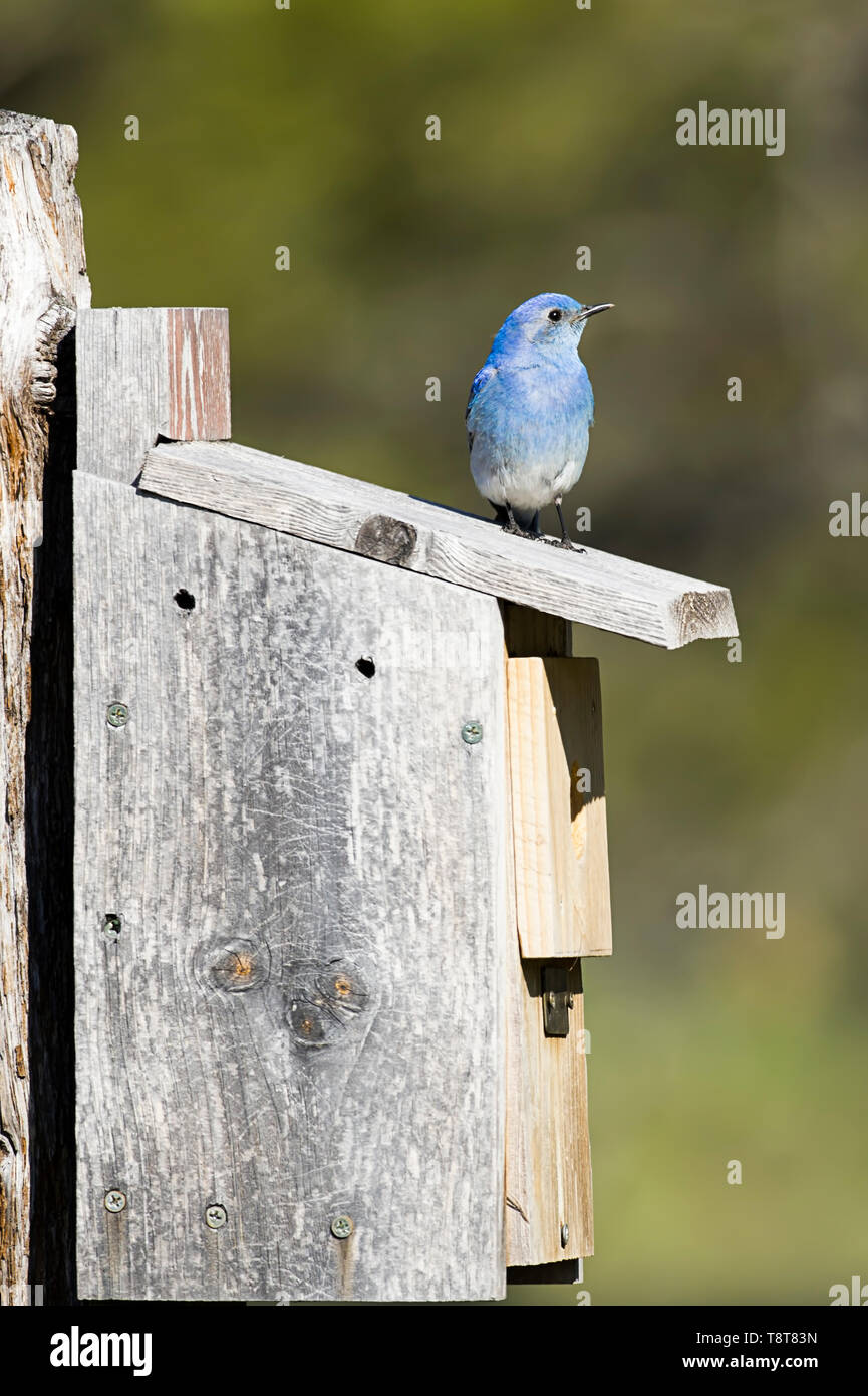 Bluebird species hires stock photography and images Alamy