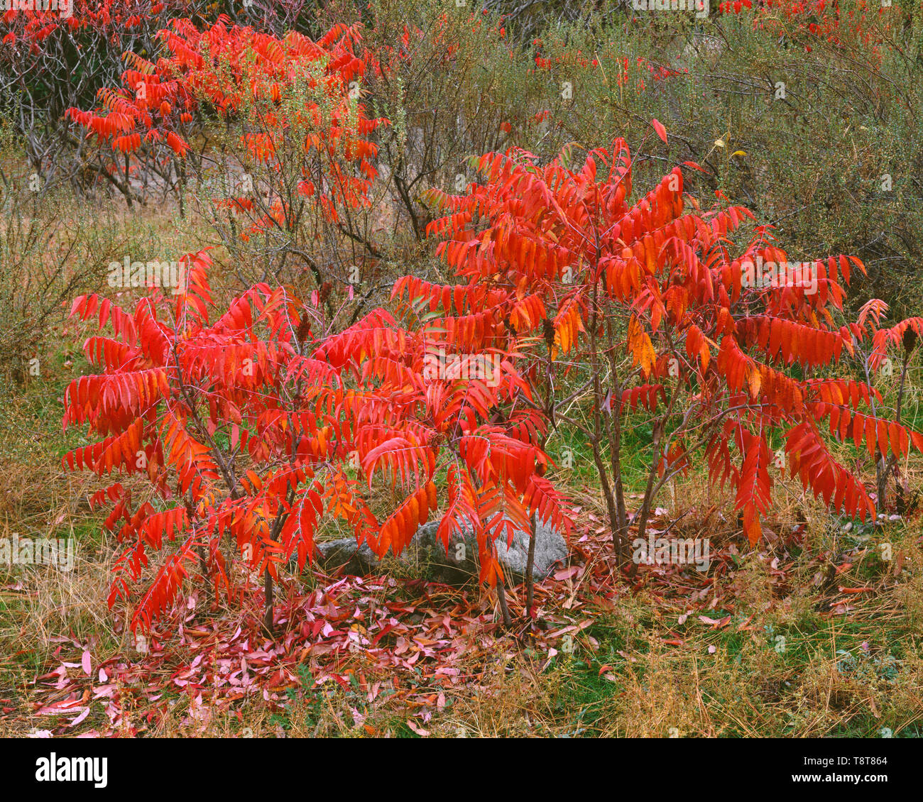 USA, Washington, Alta Lake State Park, Fall colored smooth sumac (Rhus