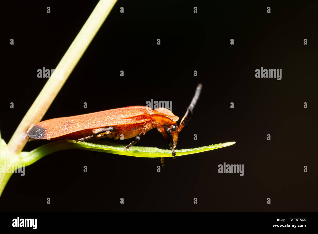 Macro background insect on leaf Stock Photo - Alamy
