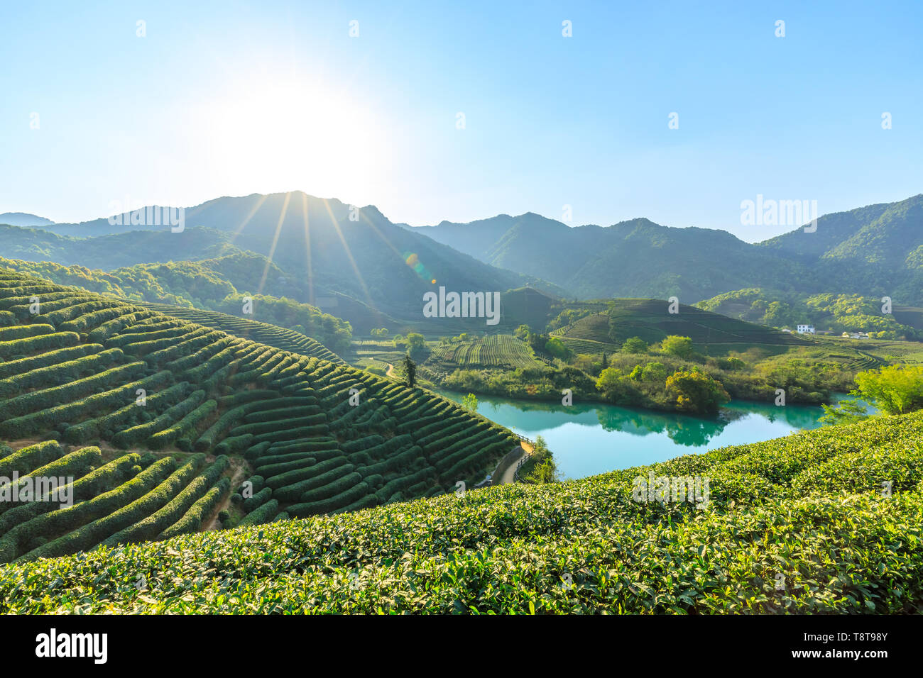 Green tea plantation natural landscape Stock Photo