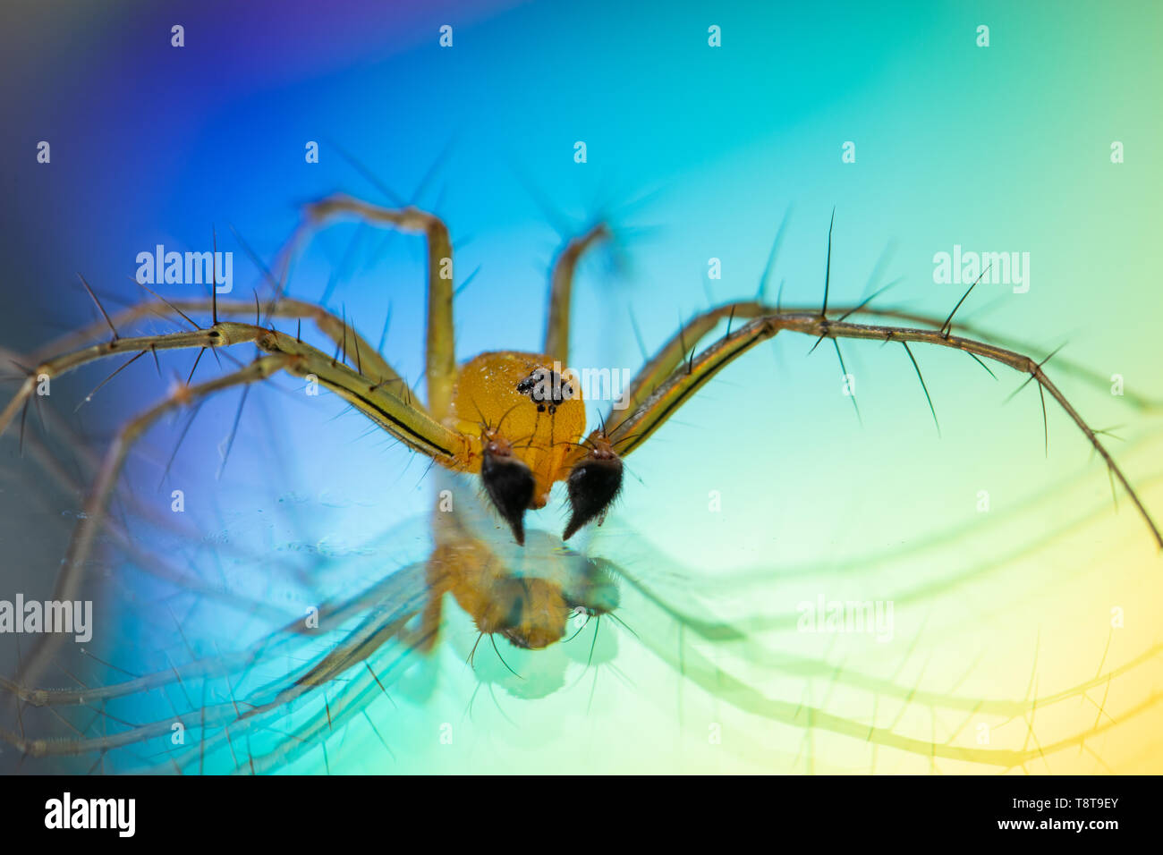 Macro Spider Yellow Background Colorful Stock Photo - Alamy