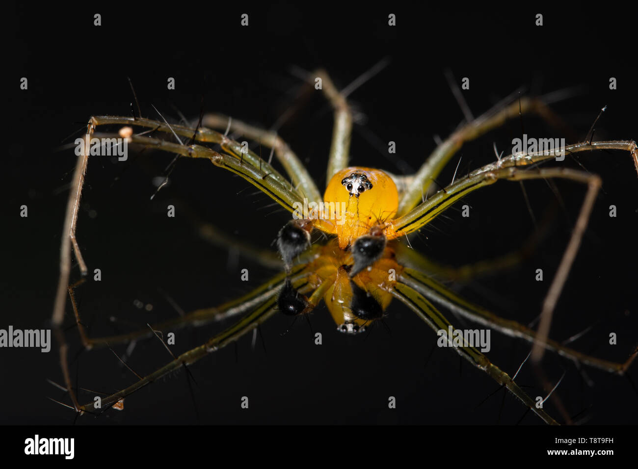 Macro Spider Yellow Background Colorful Stock Photo - Alamy