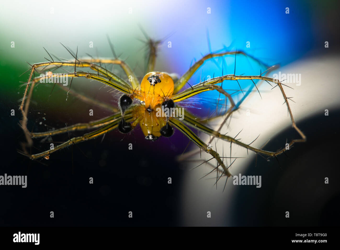 Macro Spider Yellow Background Colorful Stock Photo - Alamy