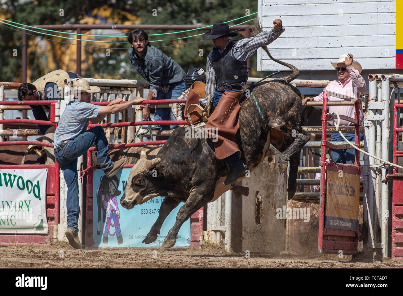 Cottonwood Rodeo at Jerry Webster blog