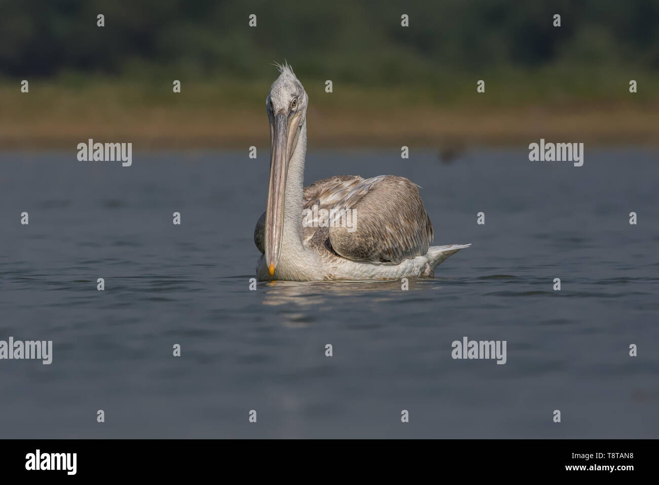 Dalmatian pelican (Pelecanus crispus). Stock Photo