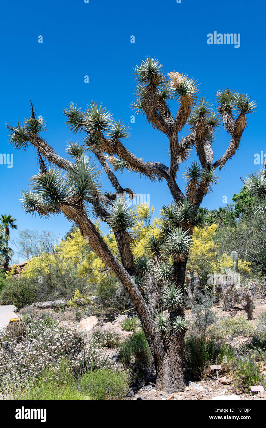 Yucca branched tree (Yucca decipiens) in Tucson, Arizona, USA Stock Photo