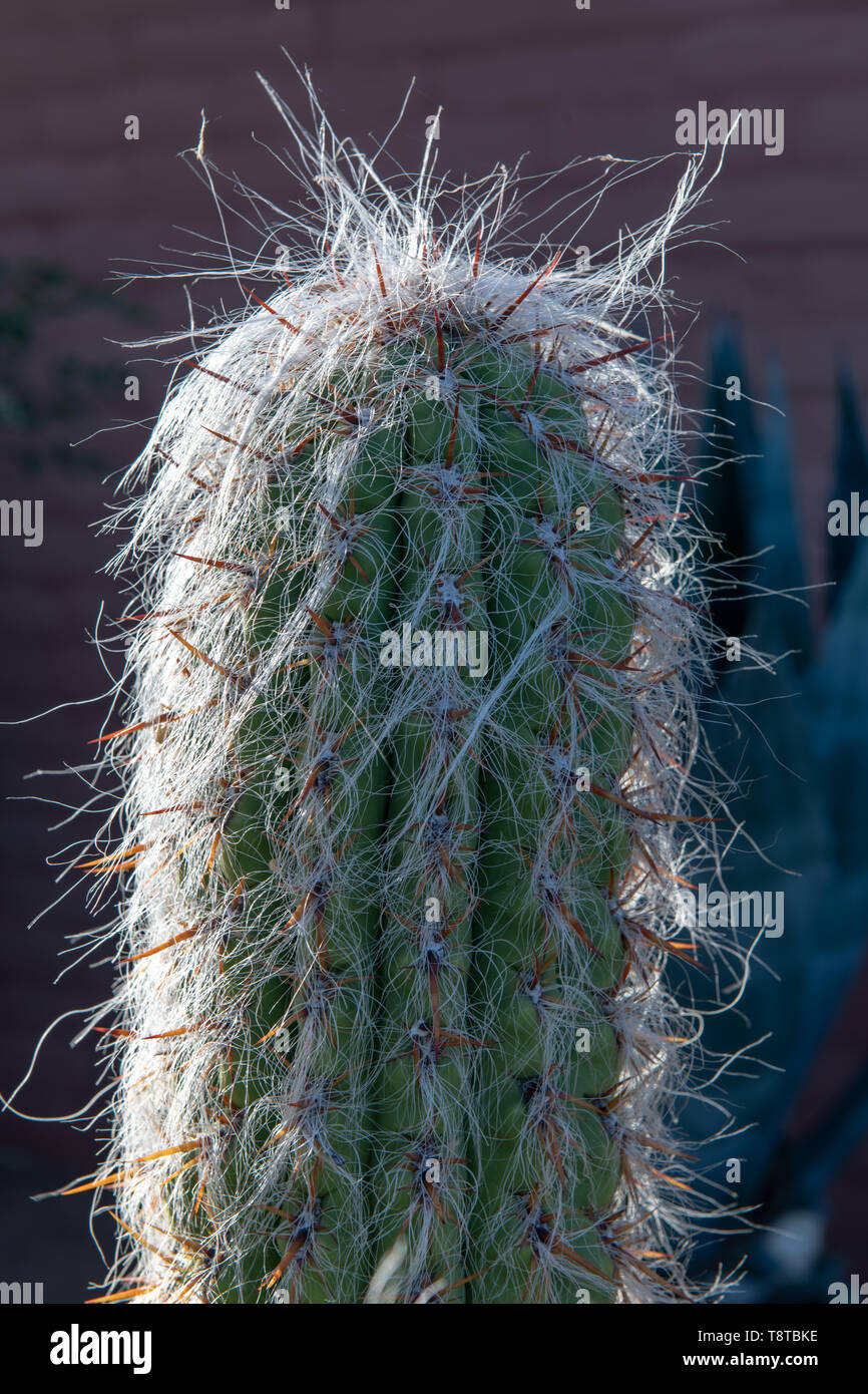 Old Man cactus (Cephalocereus senilis) in Tucson, Arizona, USA Stock Photo