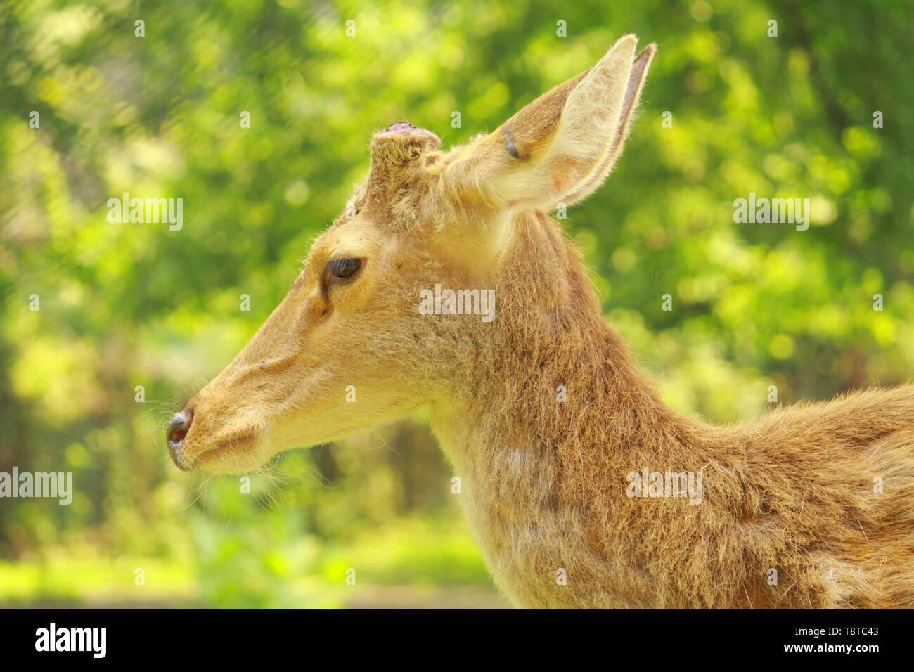 Deer hd photo Stock Photo