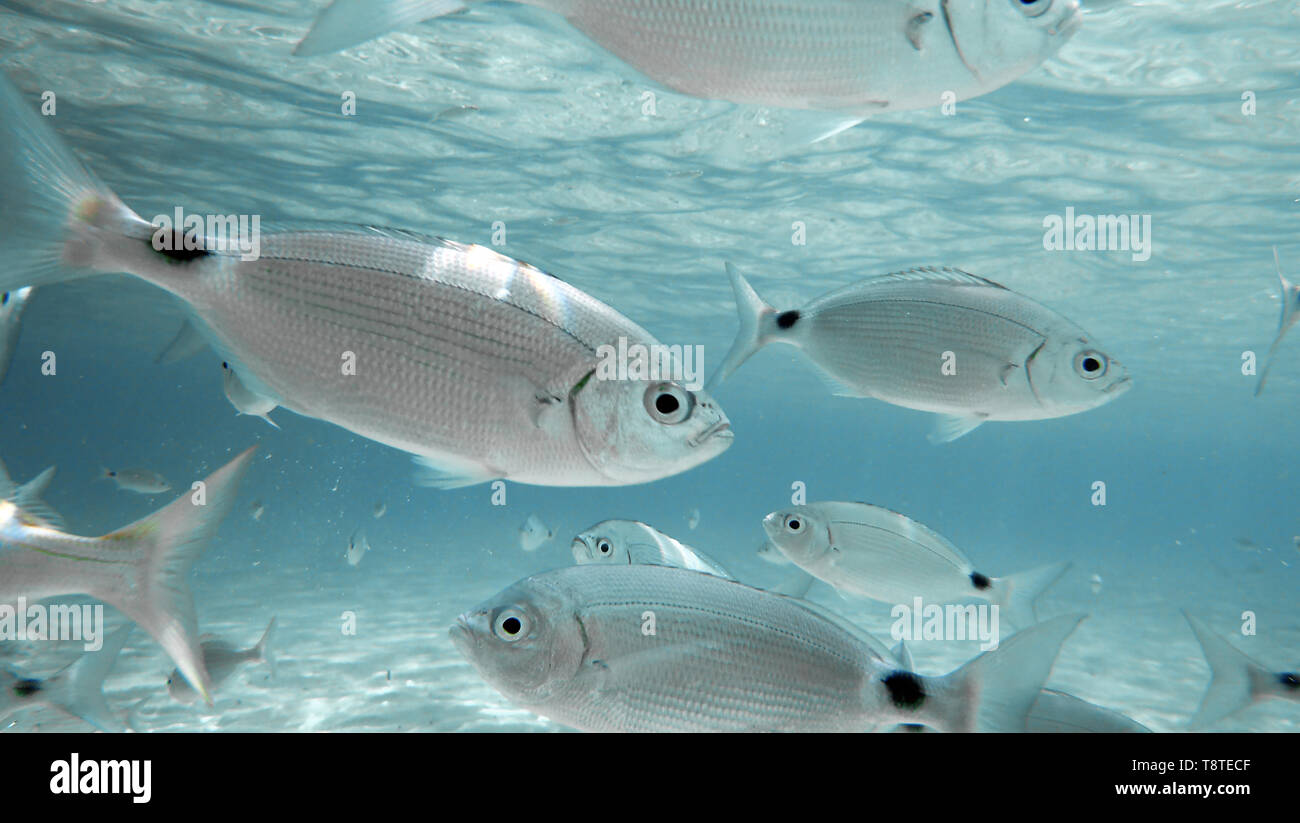 Saddled seabream (Oblada melanura) herd of fish seen from underwater in the crystal blue sea with one of them in the foreground that seems to be looki Stock Photo