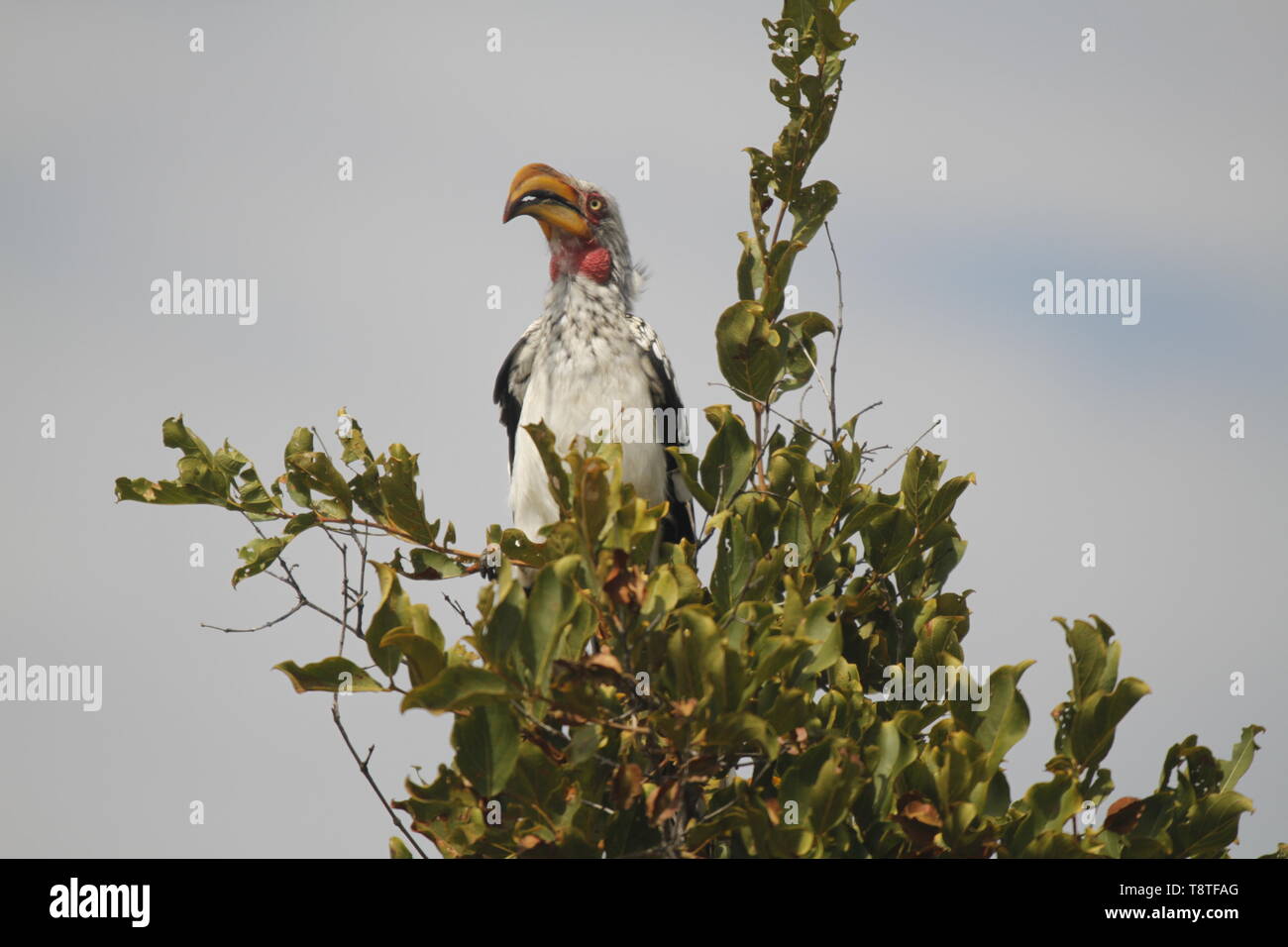 Adult yellow billed hornbill in a tree Stock Photo
