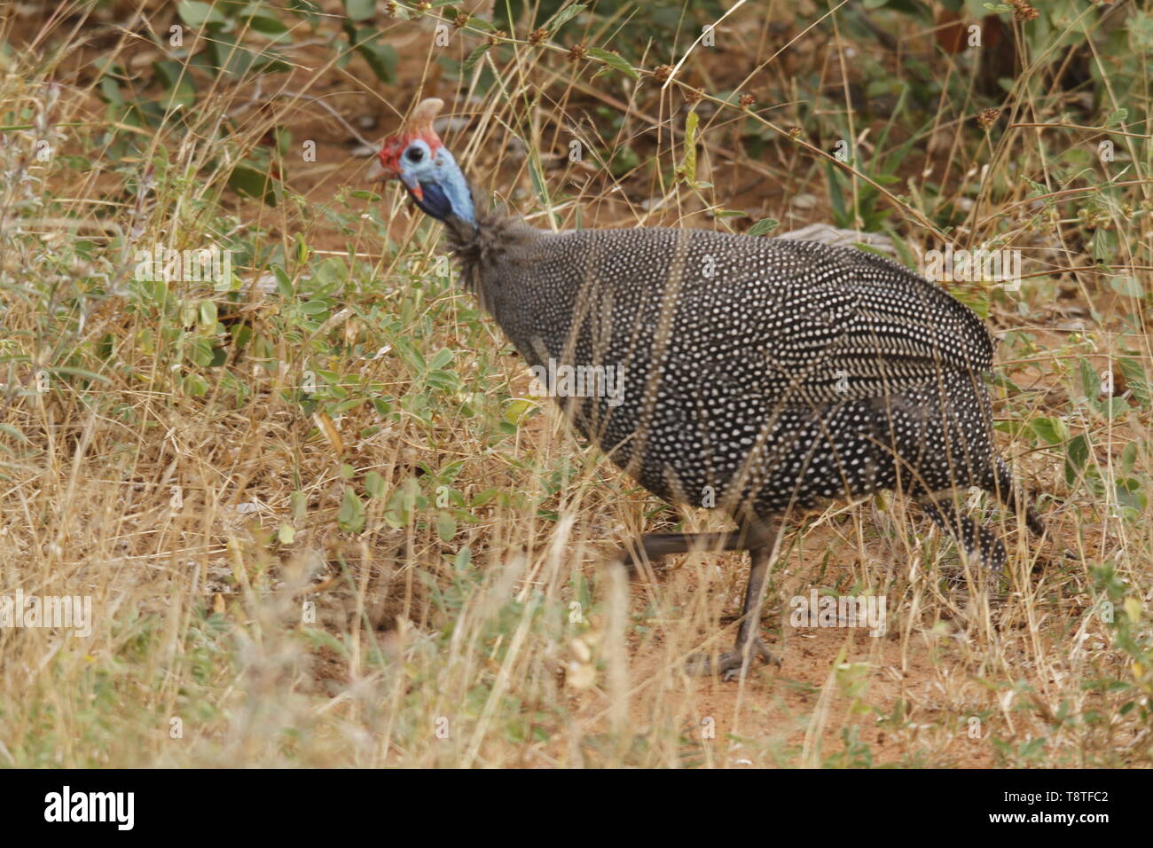 Guinea fowl running through the bush Stock Photo Alamy