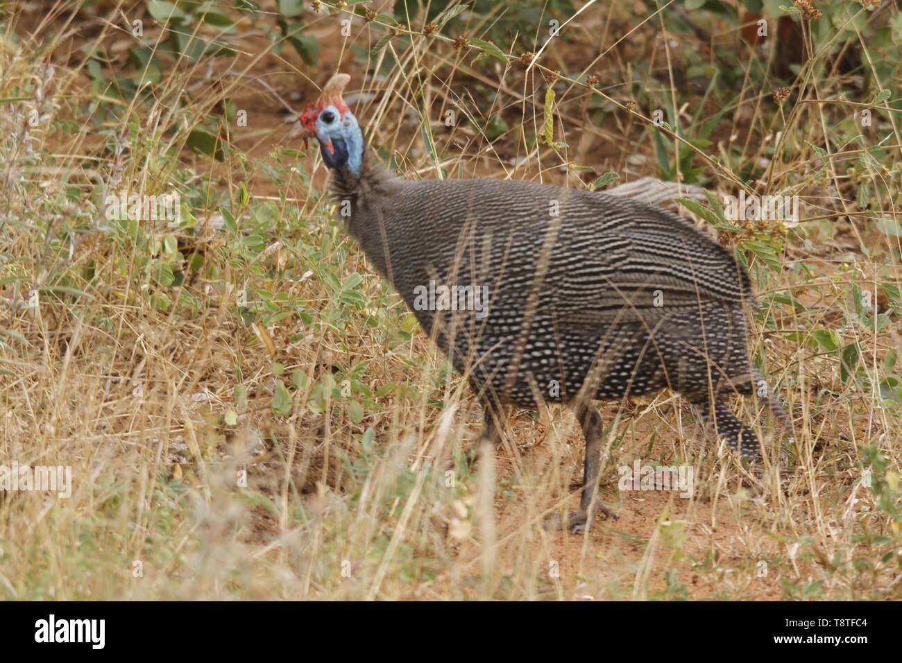 Guinea fowl running through the bush Stock Photo Alamy