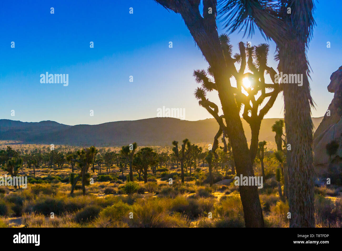 Joshua Tree national park in the evening, during golden hour and sunset