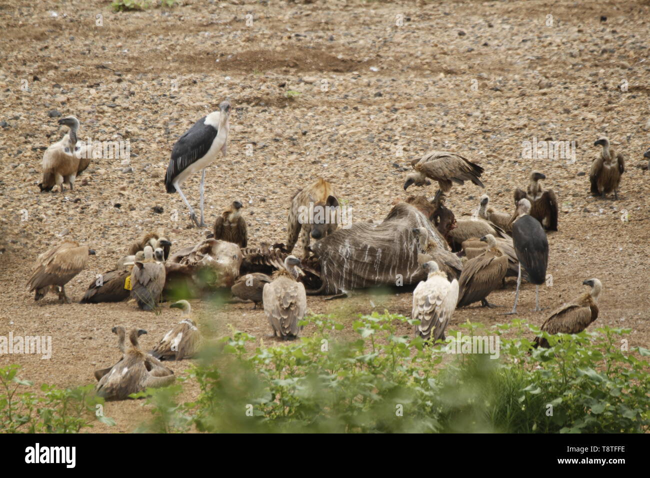 Vultures and hyena on carcass Stock Photo