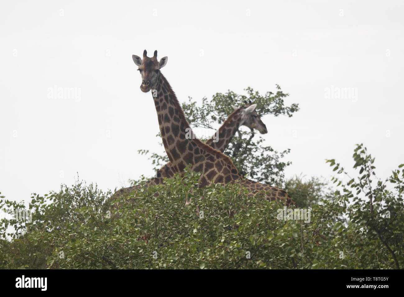 pair of Giraffe with crossed necks standing tall above the trees Stock Photo