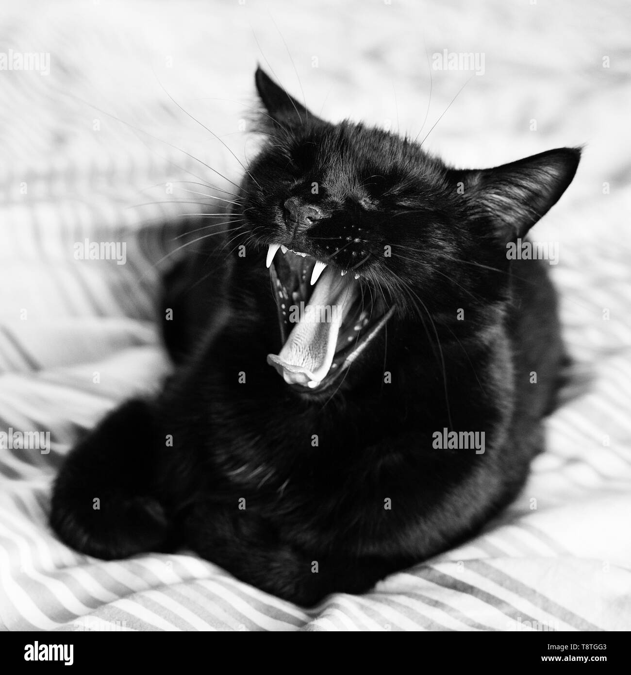 Yawning black tomcat on blanket Stock Photo