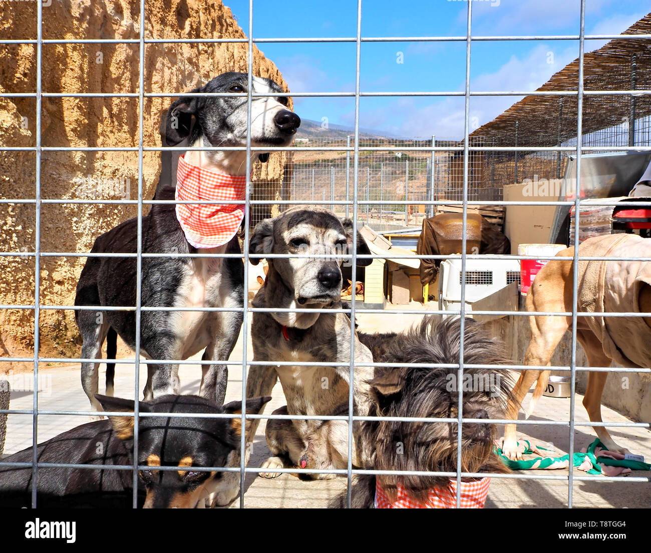 Dogs are waiting in their cages behind bars to new owners, three large and two small dogs together in a compartment, nicely done with neckerchiefs, be Stock Photo