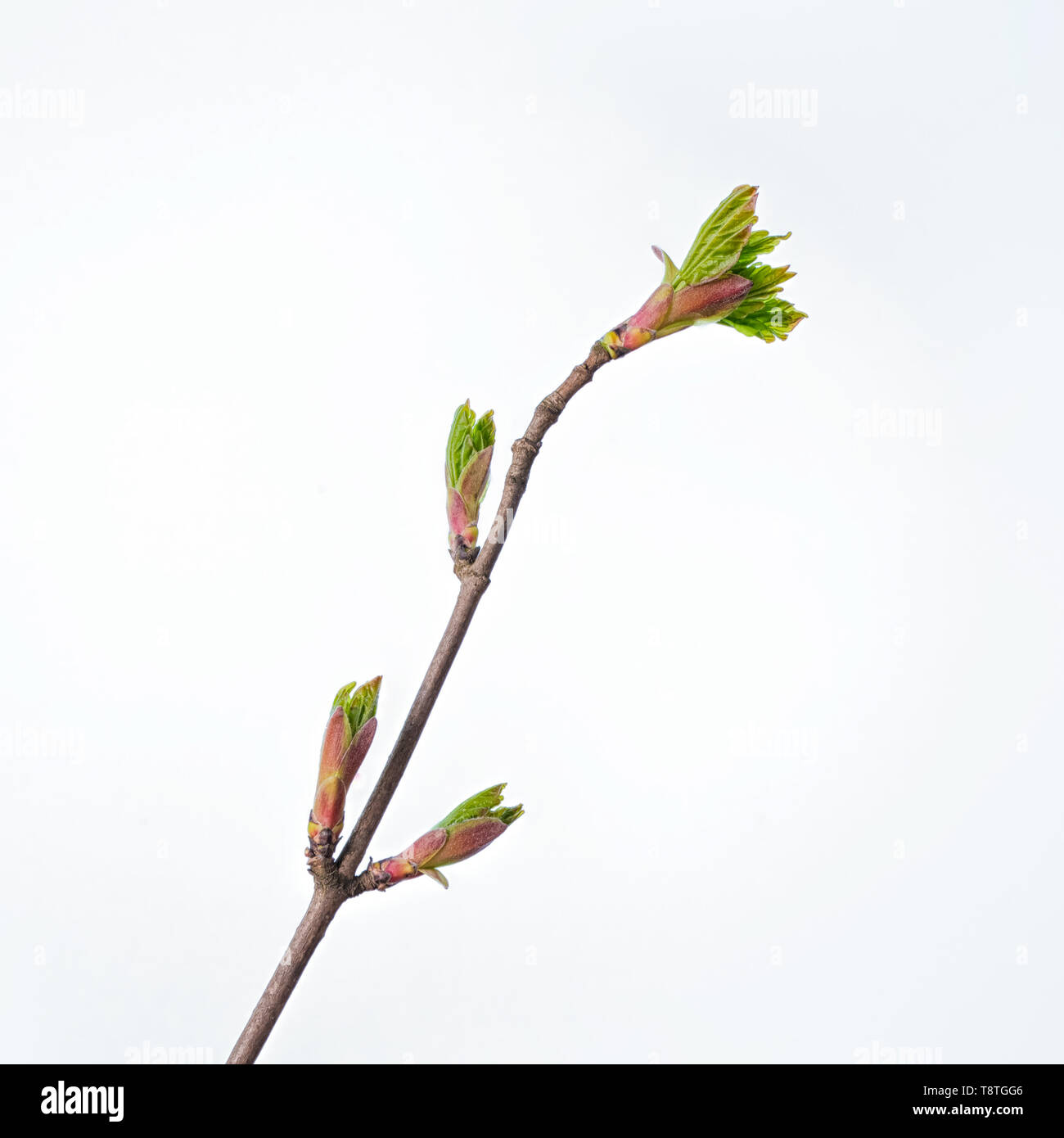 Budding twig, green leaves Stock Photo