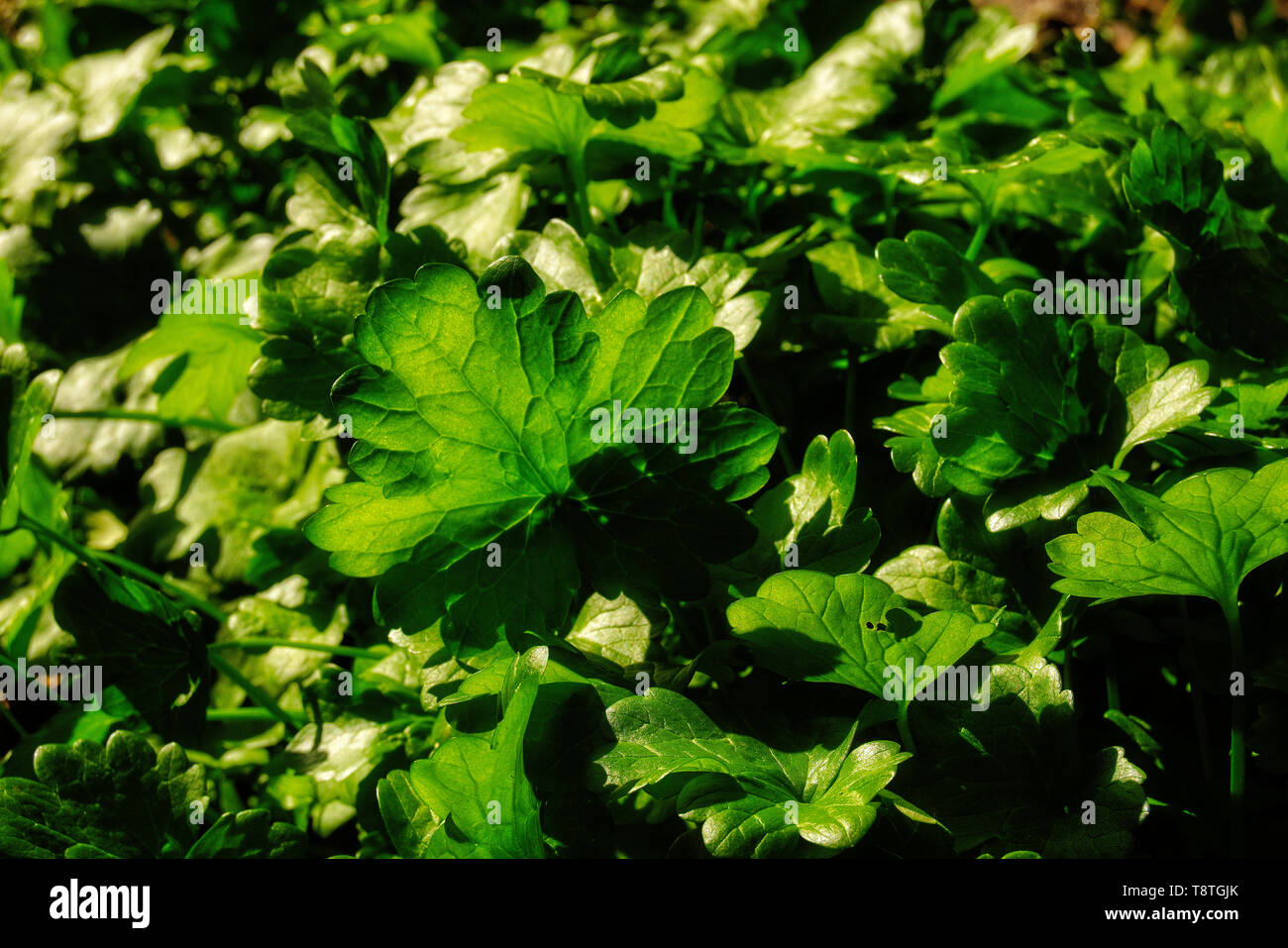 Leafy green plants hi-res stock photography and images - Alamy