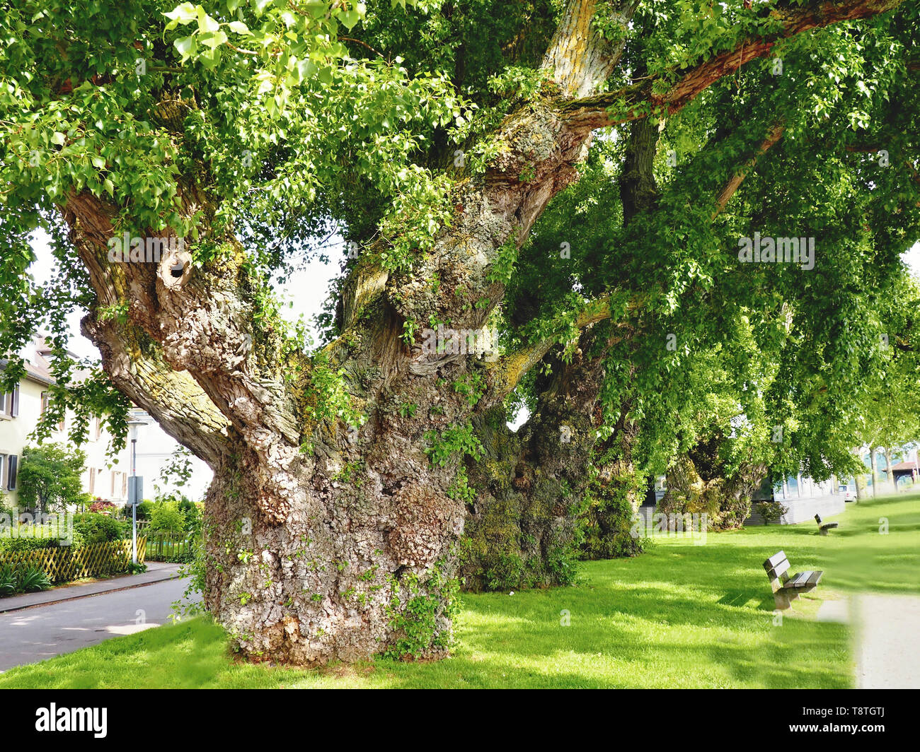 very old cartilaginous trees with short and very thick trunk and large treetop, are densely packed on the shore of the island Reichenau-Bodensee in Ge Stock Photo