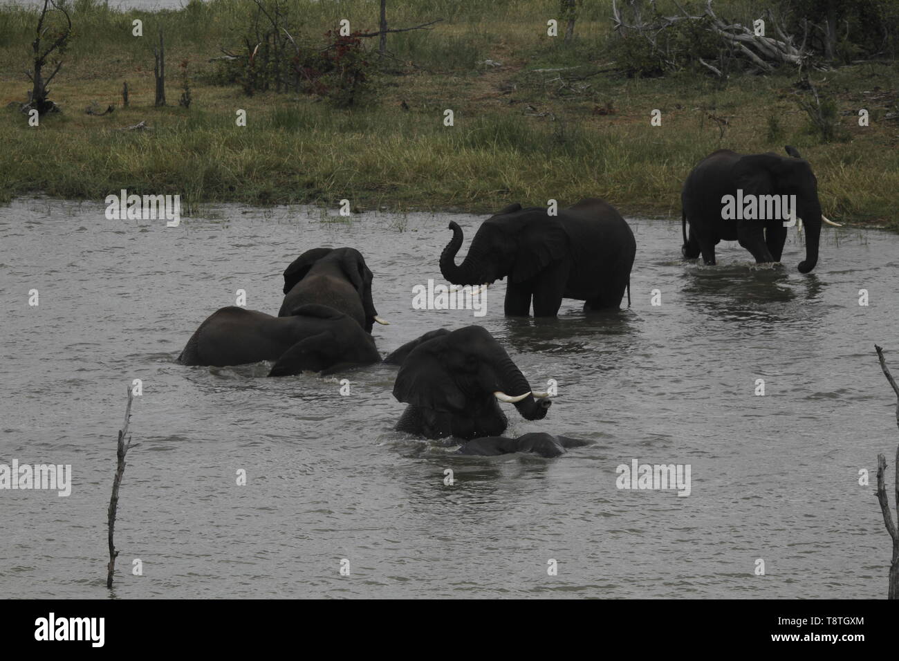 swimming Elephants in pioneer dam, near Mopani Camp Stock Photo