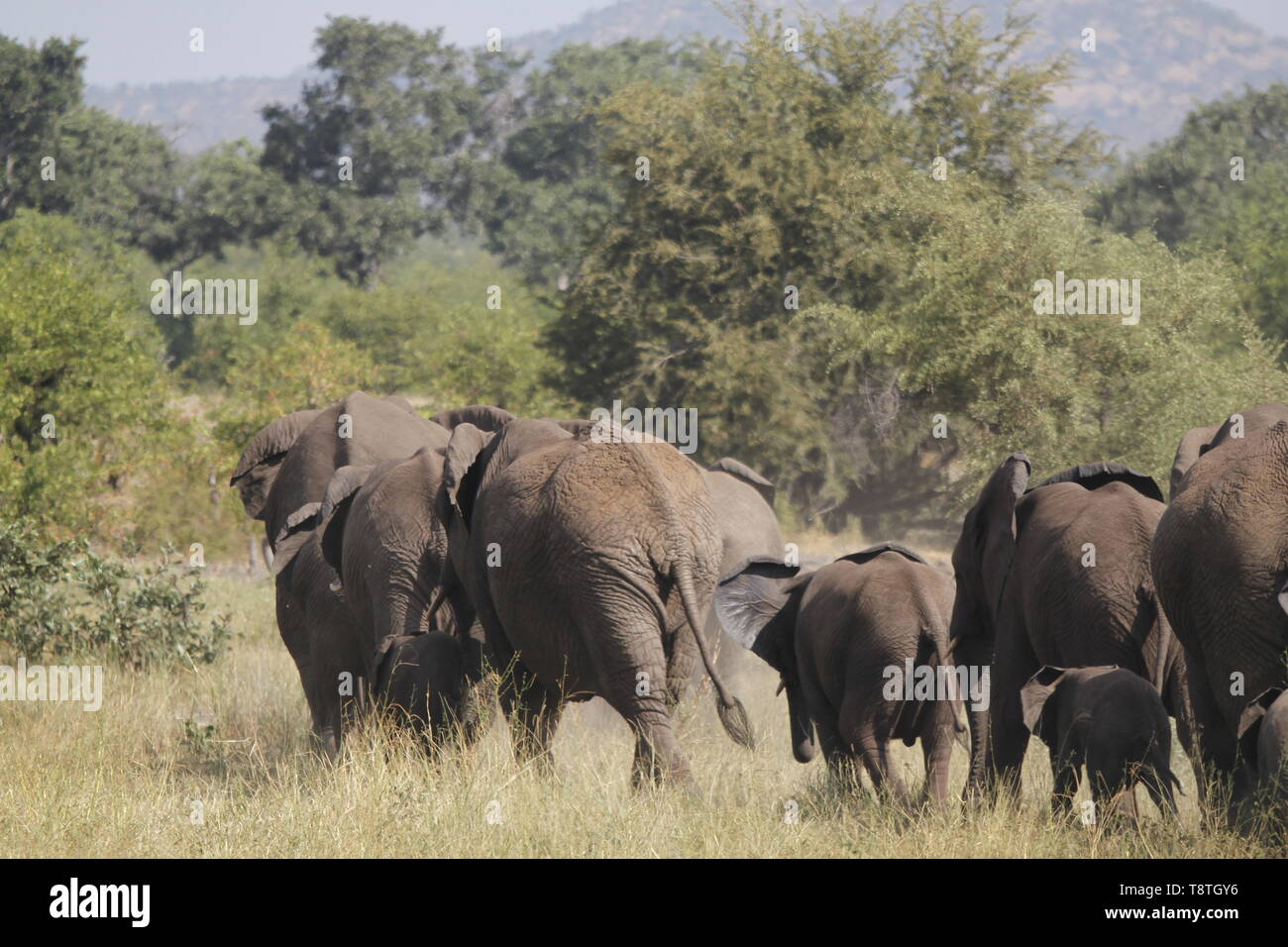 Elephant herd marching through the bush Stock Photo