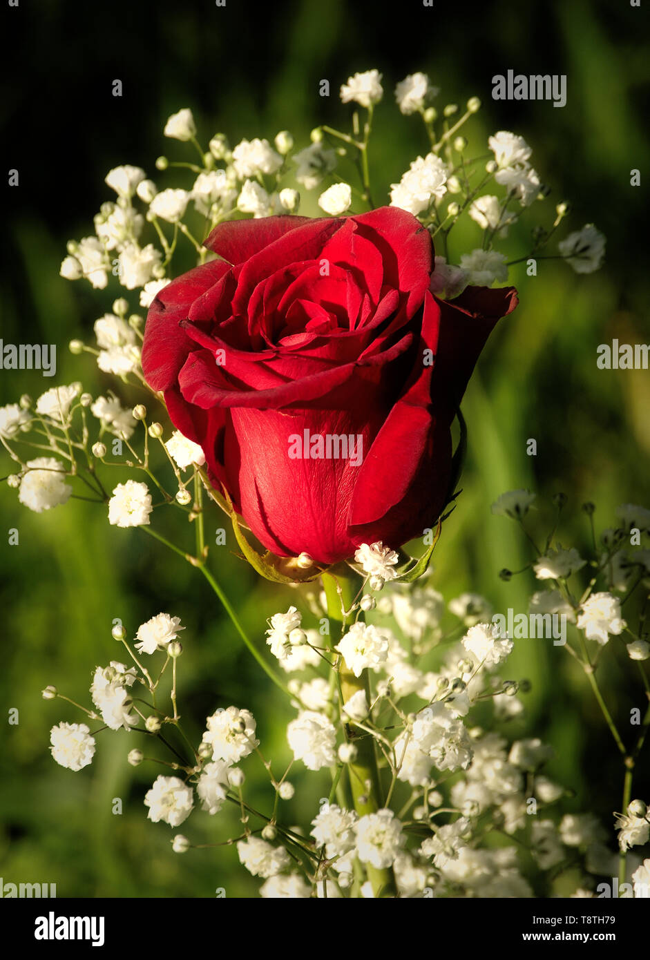 A red rose with dainty white flowers surrounding it in natural sunlight  Stock Photo - Alamy, image size:941x1390