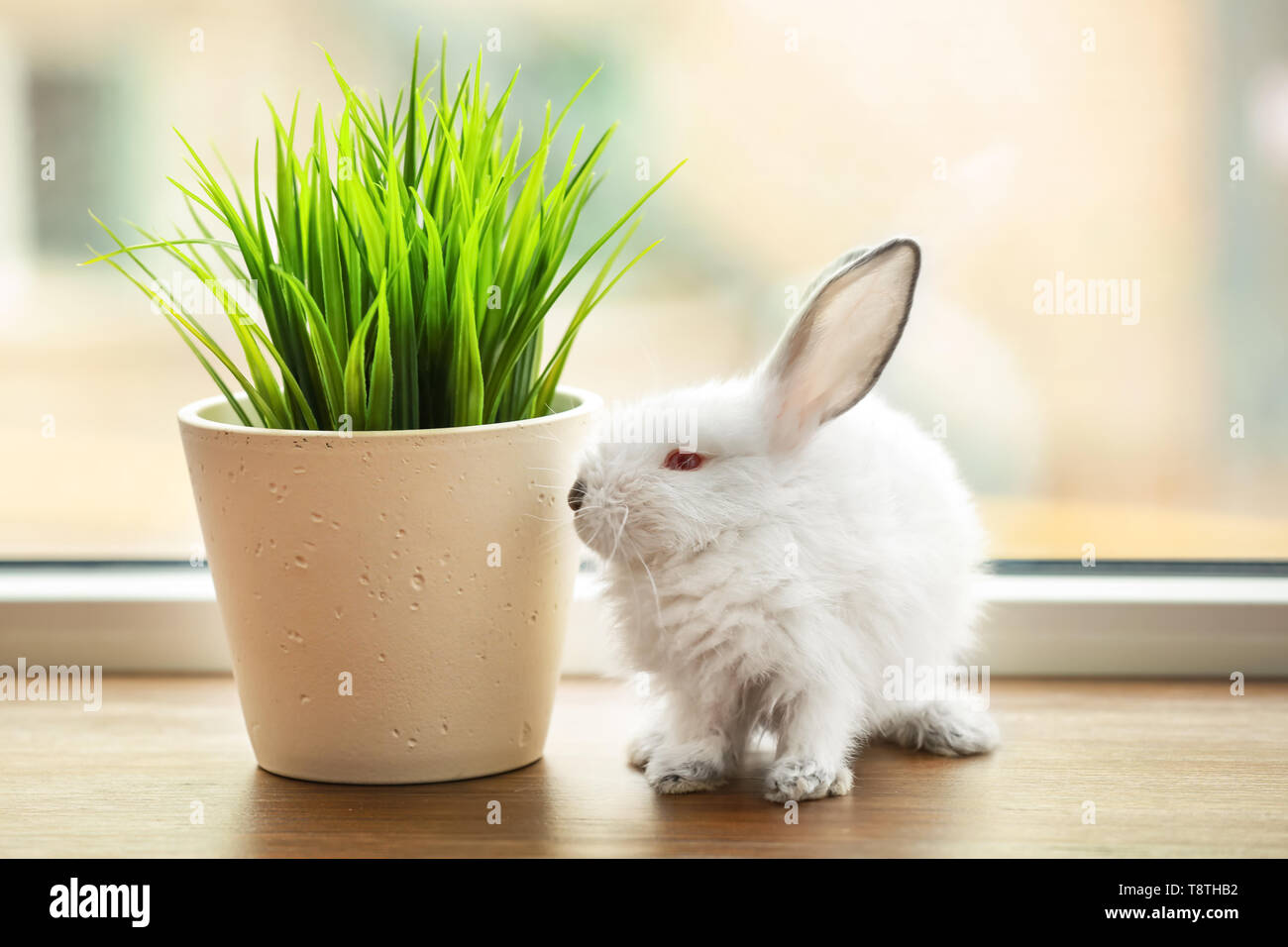 Window Ledge For Rabbits Cute fluffy rabbit and houseplant on window sill Stock Photo - Alamy