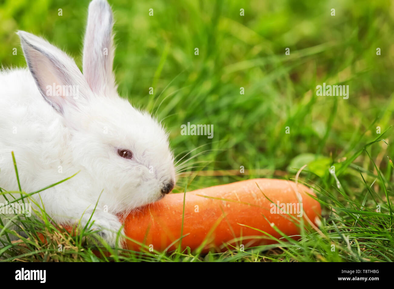Rabbit eating carrot hi-res stock photography and images - Alamy